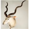 Image 1 : Kudu Shoulder Mount with Spiral Horns