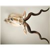 Image 2 : Kudu Shoulder Mount with Spiral Horns