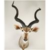 Image 1 : Kudu Shoulder Mount with Spiral Horns