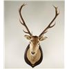 Image 1 : Red Deer Shoulder Mount on Wood Plaque