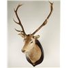 Image 2 : Red Deer Shoulder Mount on Wood Plaque