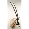 Image 2 : Gemsbok Shoulder Mount