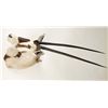 Image 2 : Gemsbok Shoulder Mount