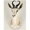 Image 1 : Springbuck Shoulder Mount