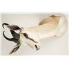 Image 2 : Springbuck Shoulder Mount