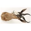 Image 2 : Black Springbuck Shoulder Mount