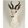 Image 1 : White Springbuck Shoulder Mount