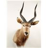 Image 2 : Nyala Shoulder Mount with Spiral Horns