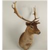 Image 1 : Fallow Deer Shoulder Mount