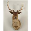 Image 2 : Fallow Deer Shoulder Mount