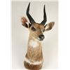 Image 1 : Bushbuck Shoulder Mount