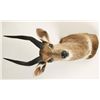 Image 2 : Bushbuck Shoulder Mount