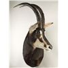 Image 1 : Sable Shoulder Mount Facing Sideways