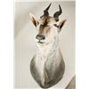 Image 1 : Eland Shoulder Mount