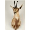 Image 1 : Chamois Shoulder Mount