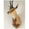 Image 2 : Chamois Shoulder Mount