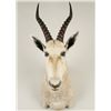 Image 1 : White Blesbok Shoulder Mount
