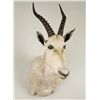 Image 2 : White Blesbok Shoulder Mount
