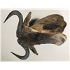 Image 2 : Blue Wildebeest Shoulder Mount