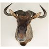 Image 1 : Blue Wildebeest Shoulder Mount