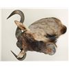 Image 3 : Blue Wildebeest Shoulder Mount