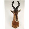 Image 2 : Red Hartebeest Shoulder Mount