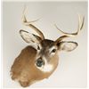 Image 1 : Deer Shoulder Mount with 3x3 Points