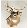 Image 2 : Deer Shoulder Mount with 3x3 Points