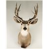 Image 1 : Deer Mount from Montana