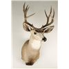 Image 2 : Deer Mount from Montana