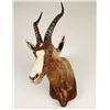 Image 1 : Blesbok Shoulder Mount