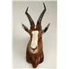 Image 2 : Blesbok Shoulder Mount