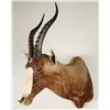 Image 3 : Blesbok Shoulder Mount