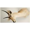Image 2 : Common Reedbuck Shoulder Mount