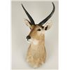 Image 1 : Common Reedbuck Shoulder Mount