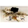 Image 1 : Collection of (1)Coyote Hide and (4)Rabbit Pelts