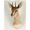 Image 1 : Steenbuck Shoulder Mount