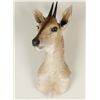 Image 1 : Grey Duiker Shoulder Mount