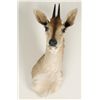 Image 2 : Grey Duiker Shoulder Mount