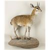 Image 1 : Klipspringer Full Mount Standing on Rock