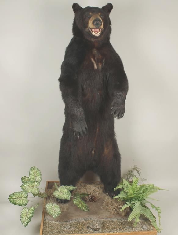 Black Bear Full Standing Mount