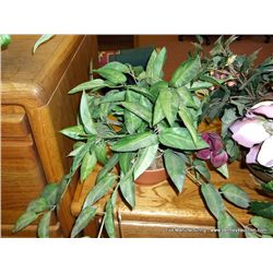 Plant in Ceramic Pot