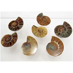 5838 - LOT OF 235 CTS OF  AMMONITE FOSSIL SPECIMEN