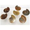 Image 1 : 5838 - LOT OF 235 CTS OF  AMMONITE FOSSIL SPECIMEN