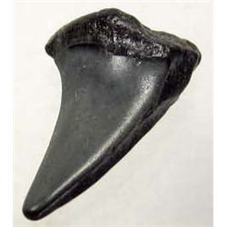 5006 - MEGALODON SHARK TOOTH