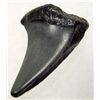 Image 1 : 5006 - MEGALODON SHARK TOOTH