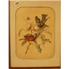 Image 1 : Framed watercolour of birds by Margaret, 1879, 9x12" £20 - 30...