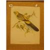 Image 1 : Framed coloured bird print after Gould £30 - 50...
