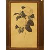 Image 1 : Four framed limited edition Paul Jones flower prints  £100 - 150...