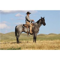 horses for sale in michigan under 500